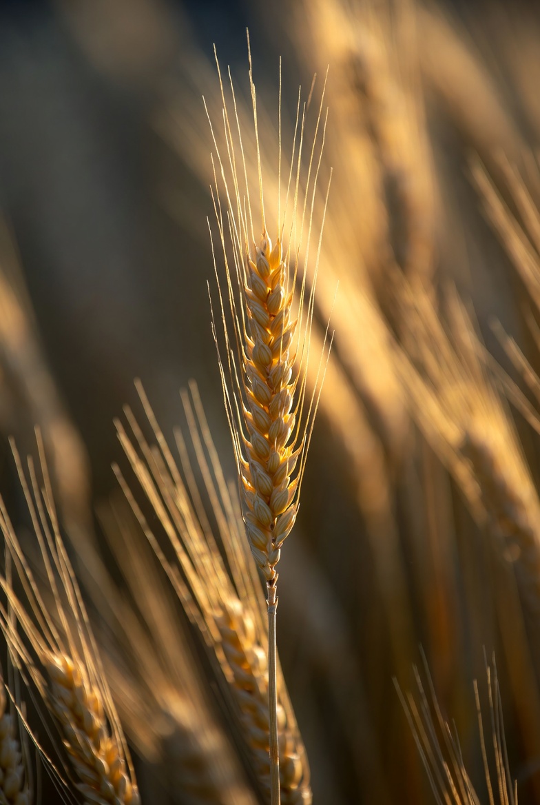 Don’t Dig Up the Wheat to Make Sure It’s&nbsp;Growing