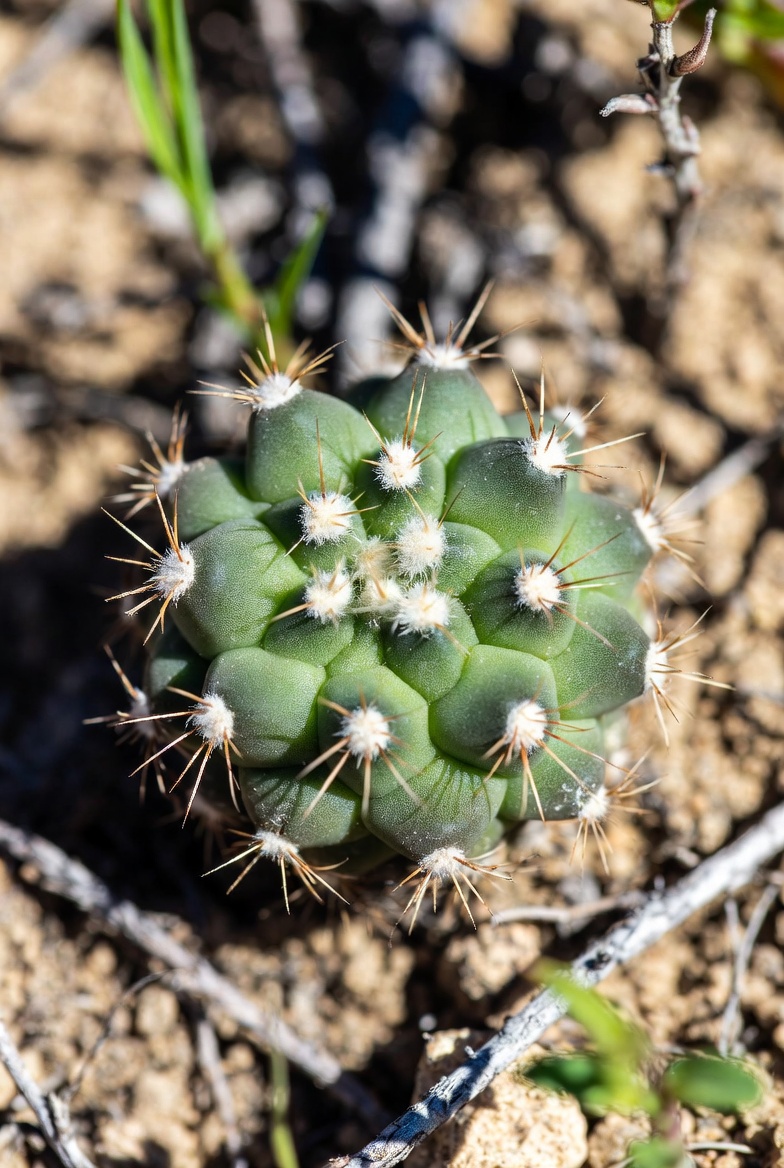 The Sacred Chemistry of the Cosmos: Entheogens and the “God&nbsp;Molecule”